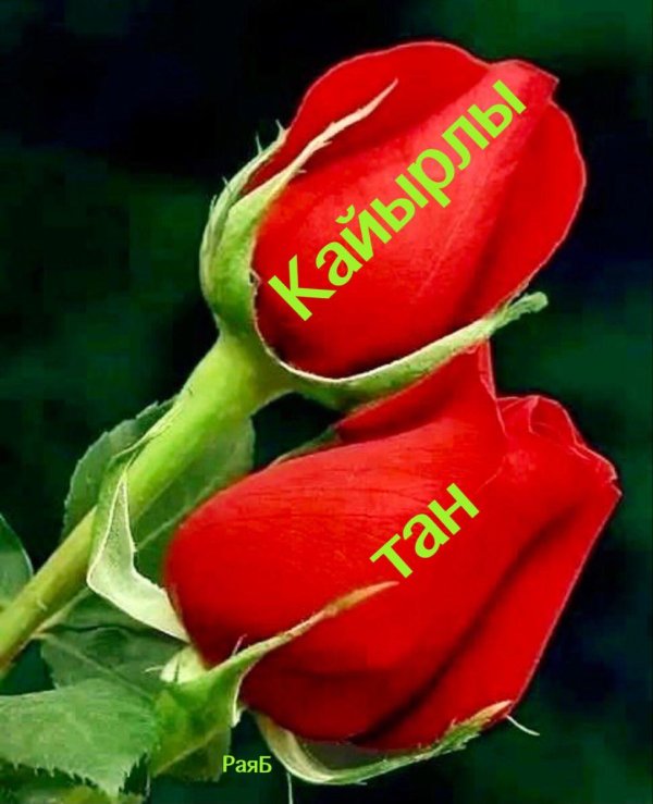 кизил атиргул