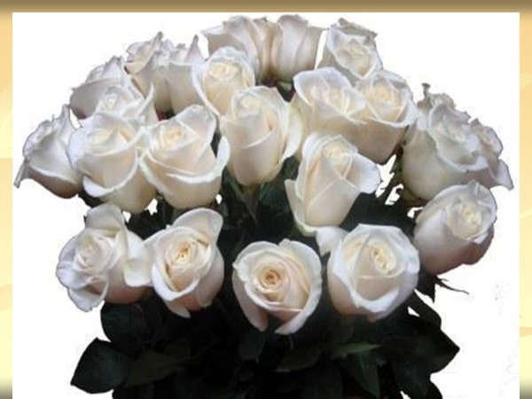 красивые открытки с белыми розами