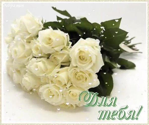 открытка с белыми розами