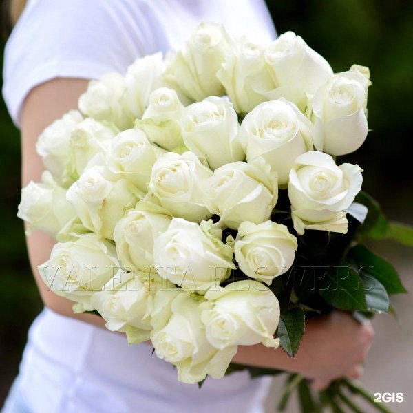 белые голландские розы