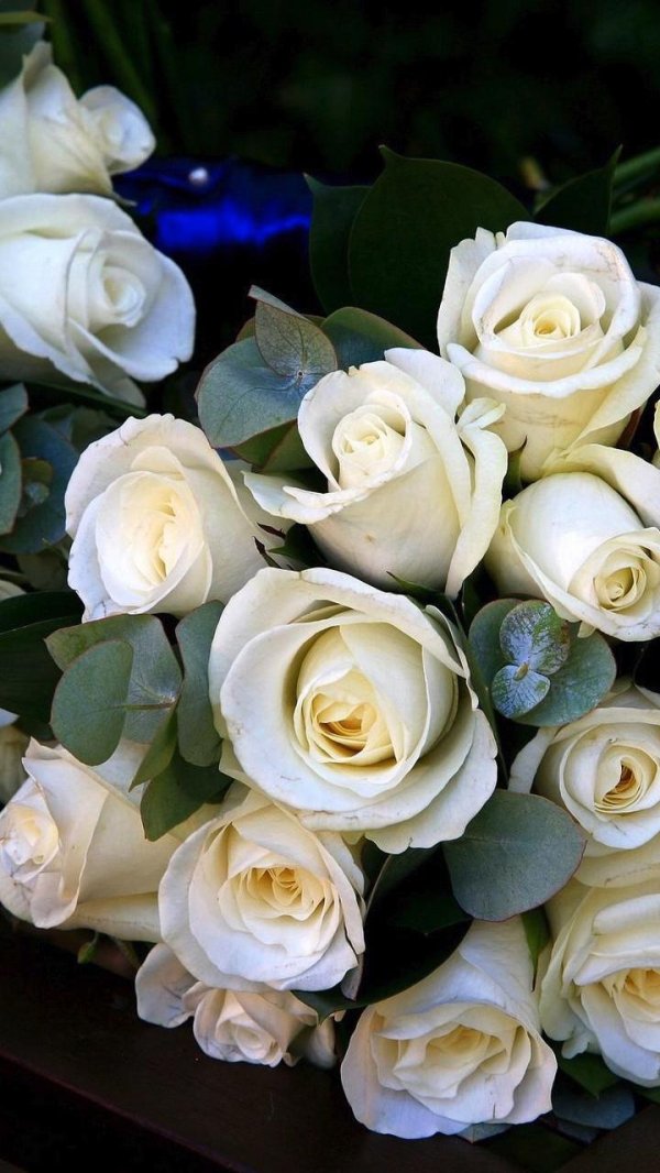 роза вайт роуз