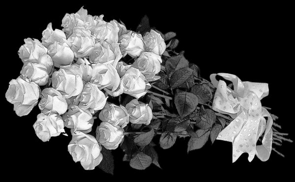 открытка с белыми розами