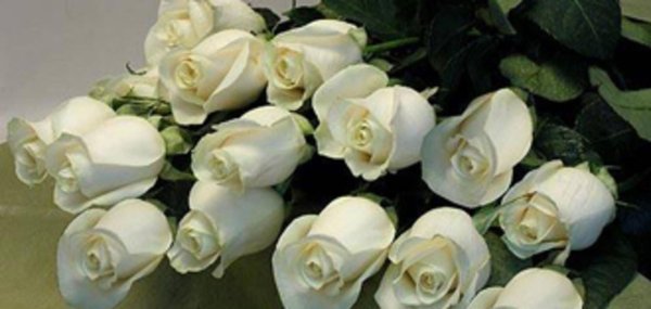 открытка с белыми розами