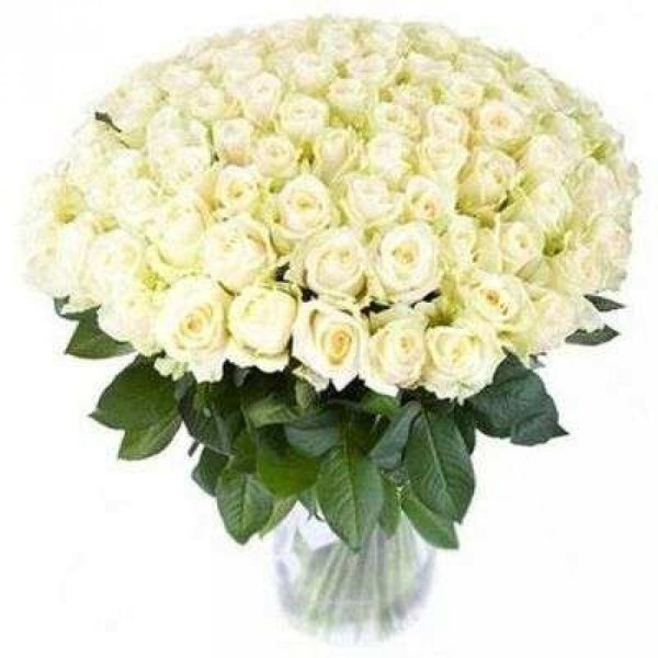 101 белая роза