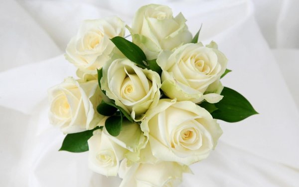 красивые открытки с белыми розами