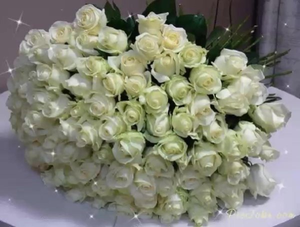 роза мондиаль