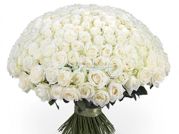 101 роза мондиаль