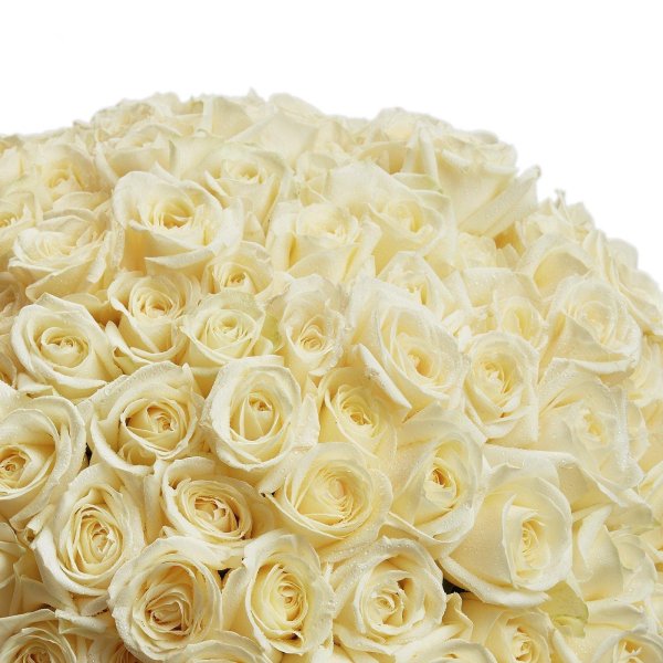 101 белая роза