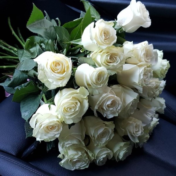 роза мондиаль