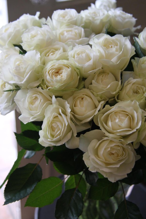 роза мисс бомбастик