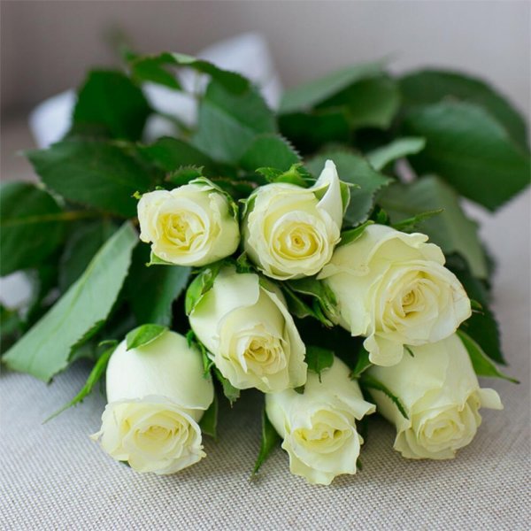 роза мондиаль