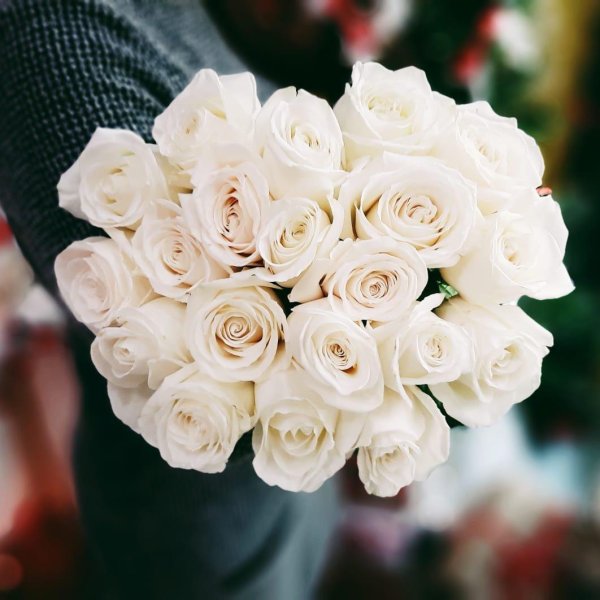 роза венделла эквадор