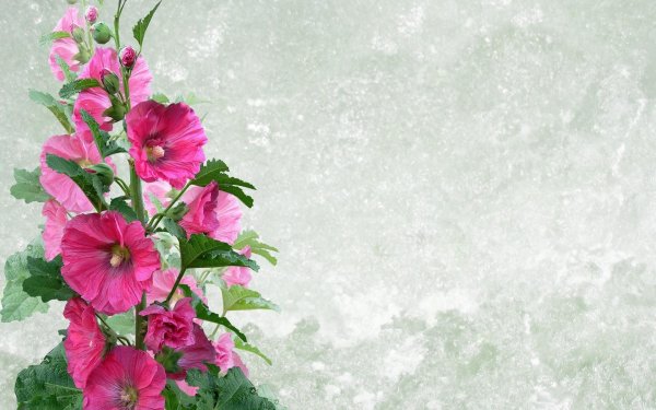 цветки мальвы