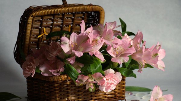 цветок альстромерии