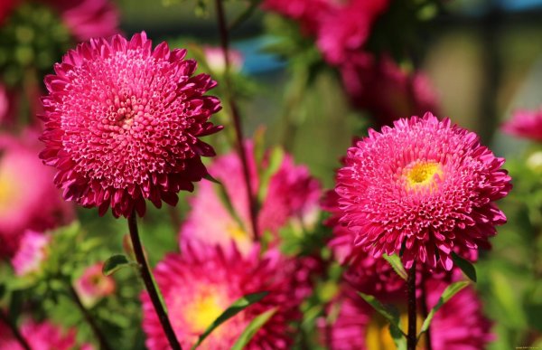 астра красная