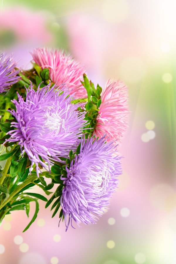 доброе утро с астрами