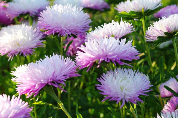 астра бордюрная