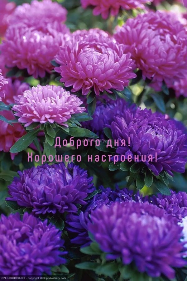 доброе утро астры