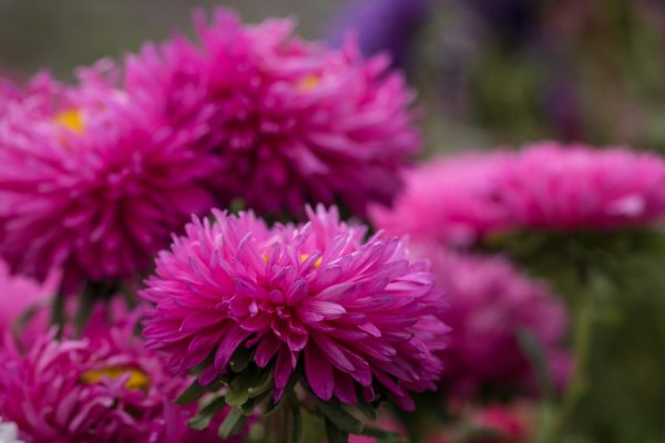 астры хризантемы