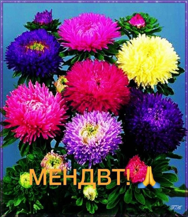 астра матадор микс