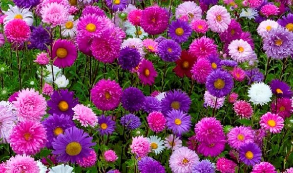 астра шаровидная многолетняя