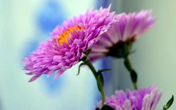 астры красивые