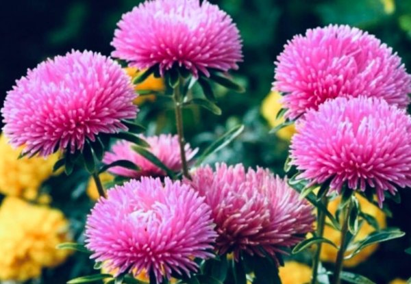 астра пампушка вишневая