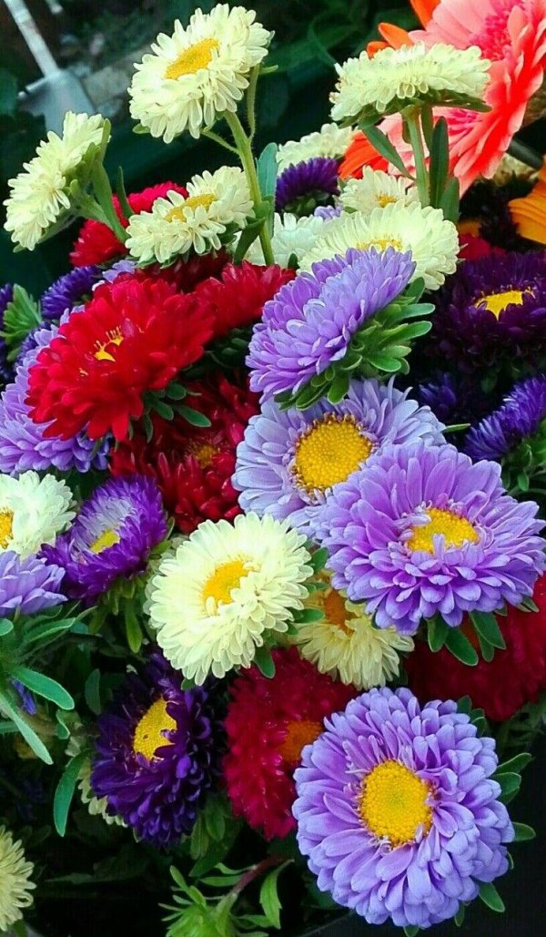 красочные цветы