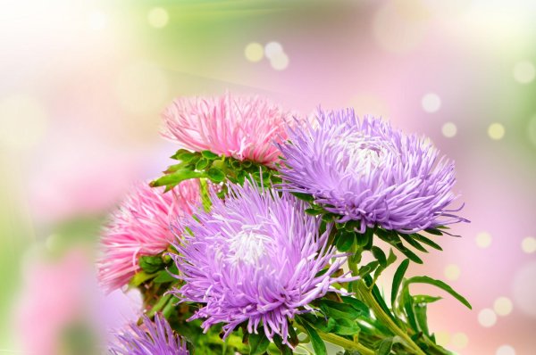 день астры 6 сентября