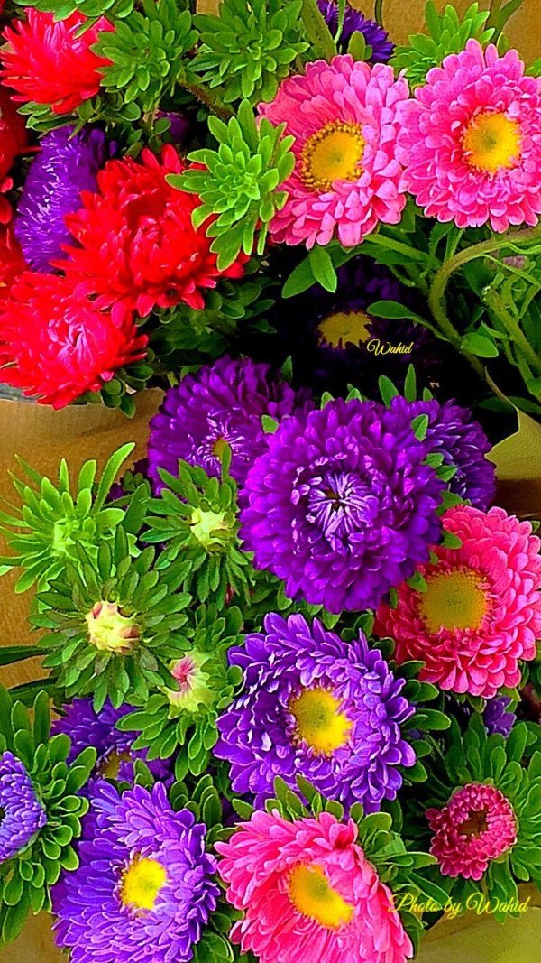 астры цинии хризантемы