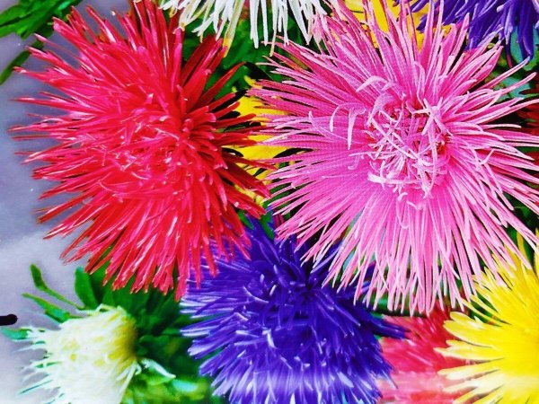 астры красивые