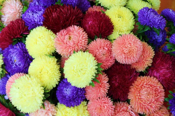 астра леди корал микс