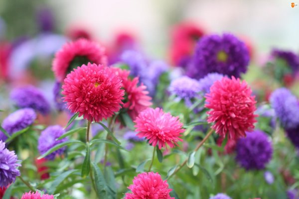 астра мэджик пинк