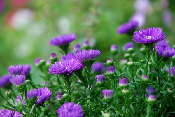 полевые цветы сиреневые