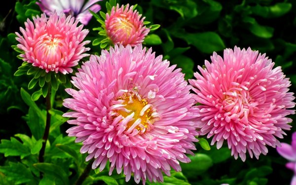 хризантема игольчатая сиреневая