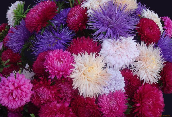 астра хризантема георгин