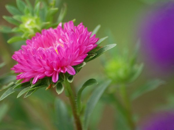 красивые цветы астры