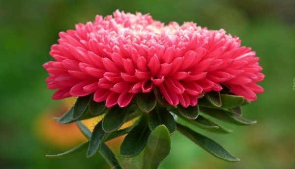 кудрявая астра