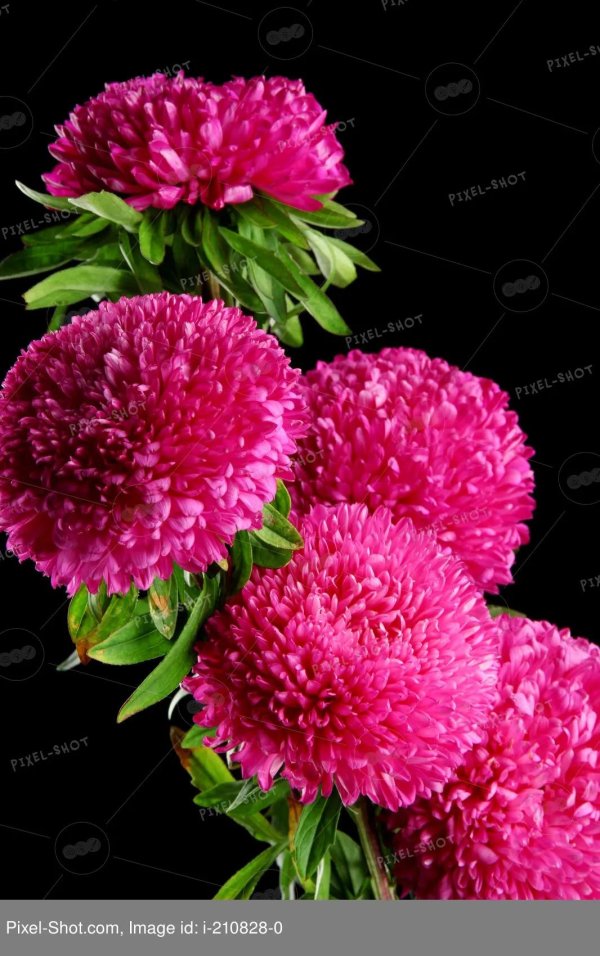 астры на черном фоне