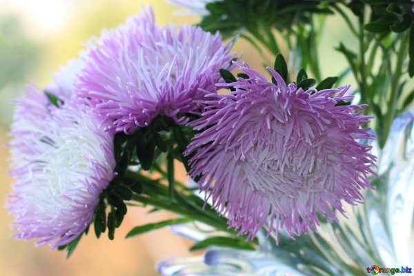 астры красивые