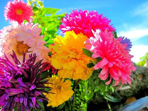 осень цветы праздник