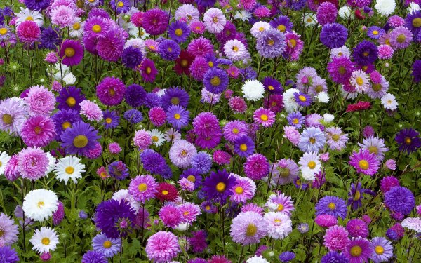 астра шаровидная многолетняя