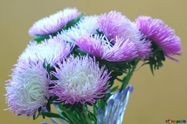 астра горизонтальная