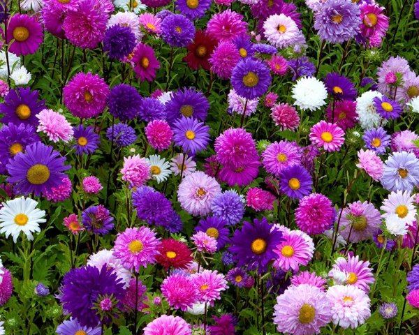 красивые цветы астры