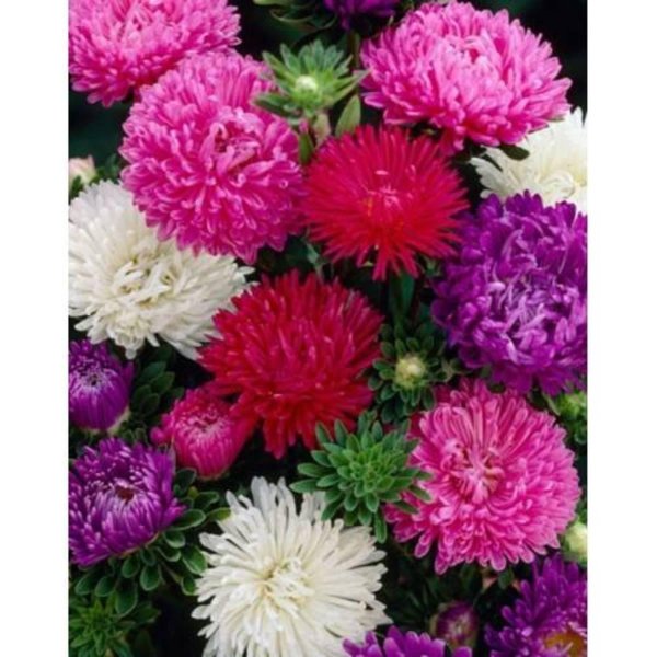 астра эрфуртский карлик