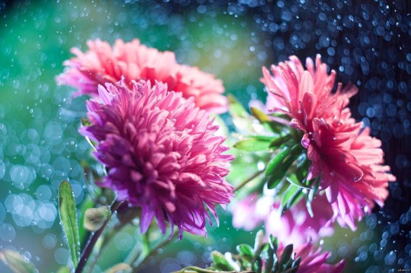 нежные осенние цветы