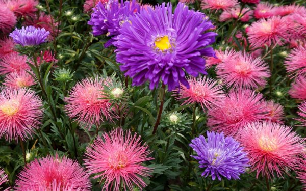 астра рубиновые звезды