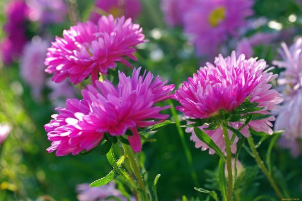 доброе утро с астрами