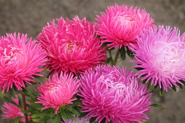 астра коготковая