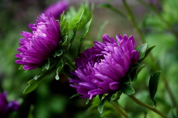 хризантема бленда пурпл